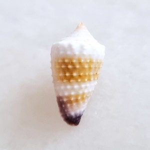 Seashell Conus Floridulus Conidae Aesthetic ASMR Granulated Knobby ...