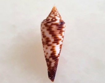 Seashell Conus hopwoodi | Conidae | Conasprella | Deepwater Shell
