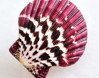 Seashell Pecten pallium | Pectinidae | Royal Cloak Scallop | Shell