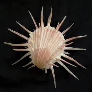Seashell Spondylus imperialis Spondylidae Imperial Thorny Oyster Natural History Aesthetic Extremely Rare Giant Shell image 1