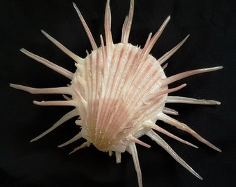 Seashell Spondylus imperialis | Spondylidae | Imperial Thorny Oyster | Natural History | Aesthetic | Extremely Rare Giant Shell