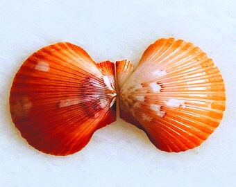 貝殻の櫛歯 Cryptopecten vesiculosus | イタヤガイ科 | 希少な日本