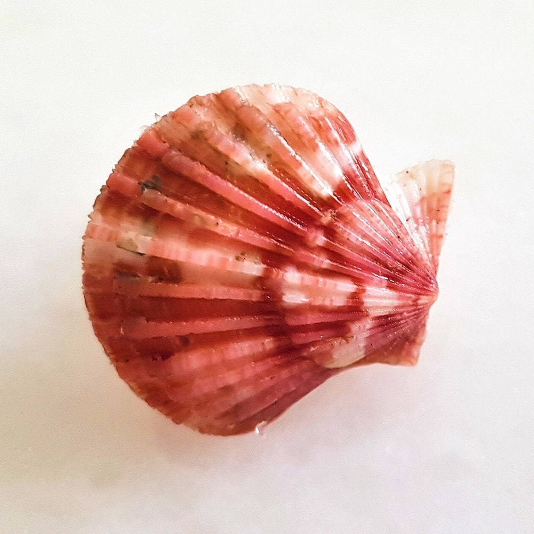 北アメリカ西部の二枚貝 専門書「Bivalve Seashells」 北アメリカ西部の二枚貝 専門書「Bivalve Seashells」 Bivalve