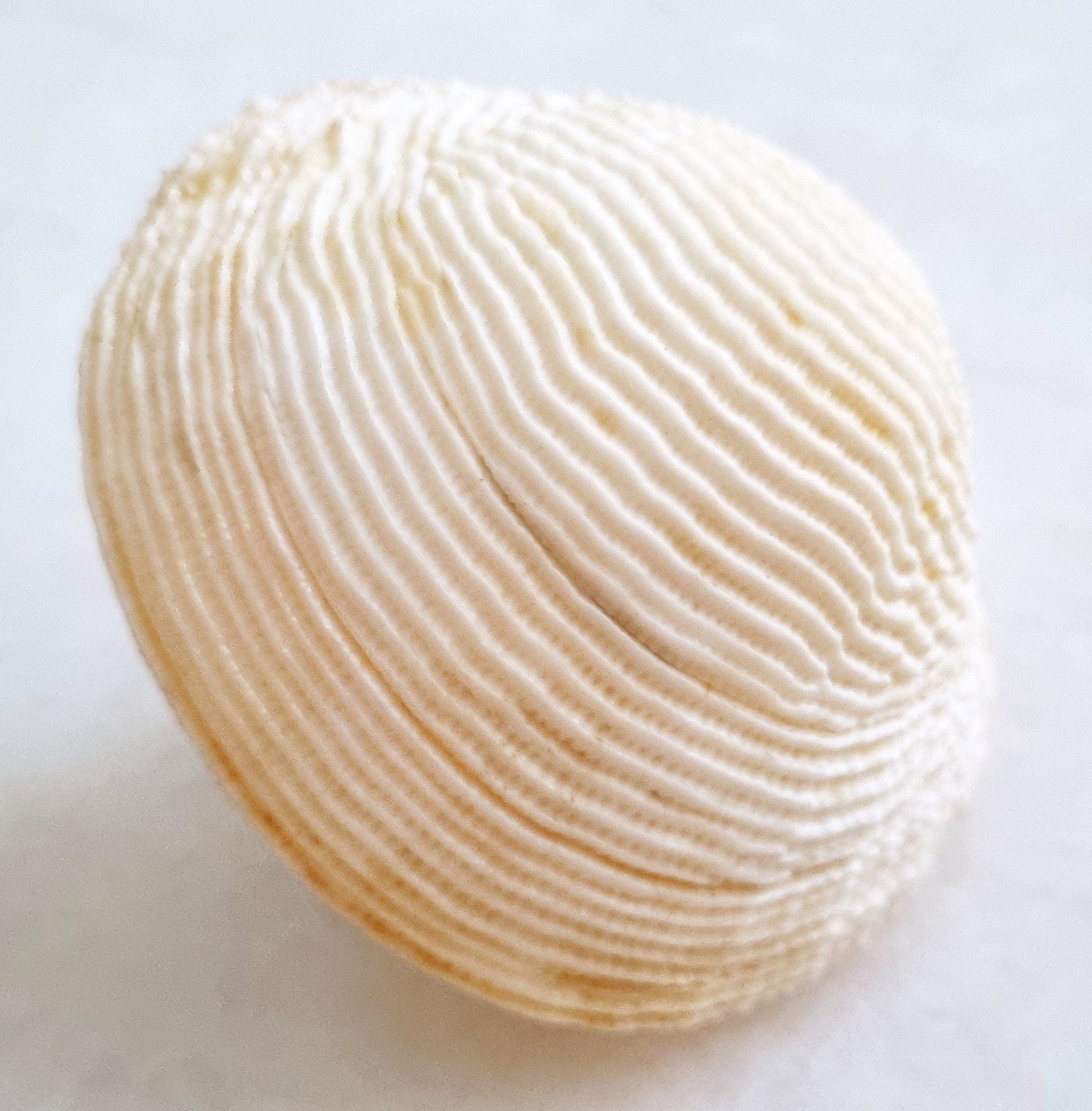 アフリカザルガイ　特大　貝殻　 標本　ネッタイザルガイ アフリカザルガイ 特大 貝殻 標本 ネッタイザルガイ アフリカザルガイ