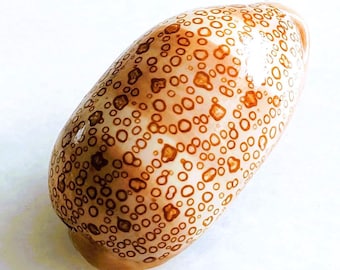 Seashell Cypraea argus argus | Cypraeidae | Hundred Eyed Cowrie | Eyed Cowrie | Aesthetic | Classic Cowrie Shell