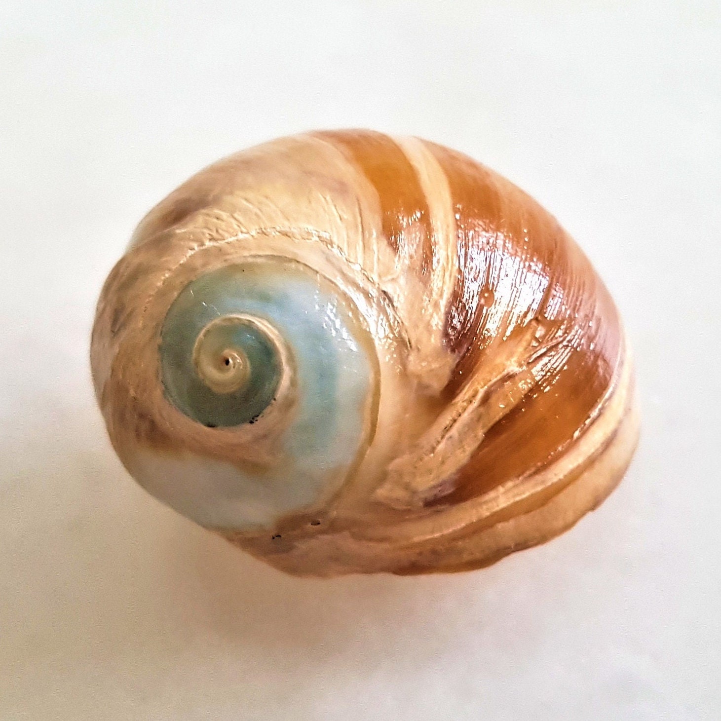 Seashell Fossil Polinices peselephanti | Naticidae | Polinices | Miocene | Aesthetic Glossy Color | Shell Fossil
