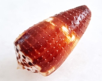 Seashell Conus planorbis | Conidae | Planorbis Cone| Ringed Cone | Exceptional Aesthetic Corded Variant Shell