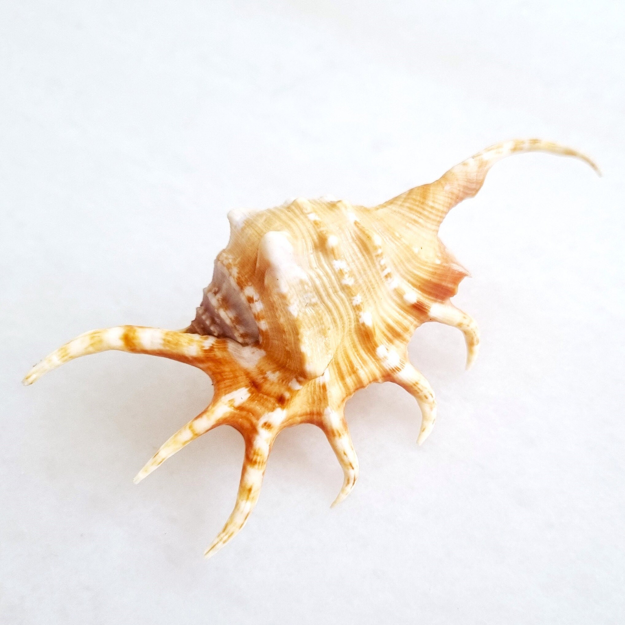Seashell Lambis Crocata | Strombidae | Orange Spider Conch | Dwarf