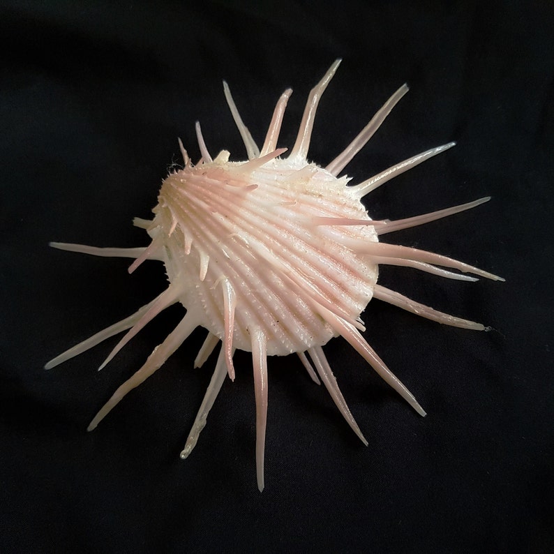 Seashell Spondylus imperialis Spondylidae Imperial Thorny Oyster Natural History Aesthetic Extremely Rare Giant Shell image 2