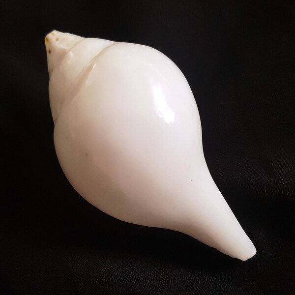 Seashell Sacred chank | Shankha | Mini Divine Conch Shell