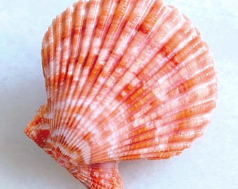 大きな螺旋状の美しいオレンジ色の貝殻長さ約17cm 貝殻 Spondylus echinatus zonalis | スポンディルス科 | トゲ