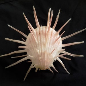 Seashell Spondylus imperialis Spondylidae Imperial Thorny Oyster Natural History Aesthetic Extremely Rare Giant Shell image 4
