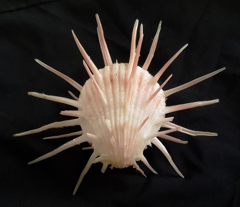 Seashell Spondylus imperialis Spondylidae Imperial Thorny Oyster Natural History Aesthetic Extremely Rare Giant Shell image 4