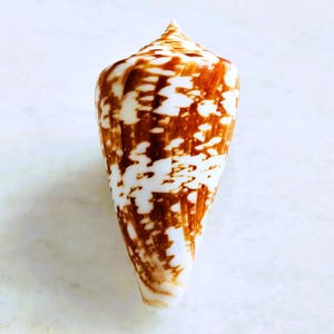 May include: A white seashell with brown markings. The shell is cone-shaped and has a pointed tip.