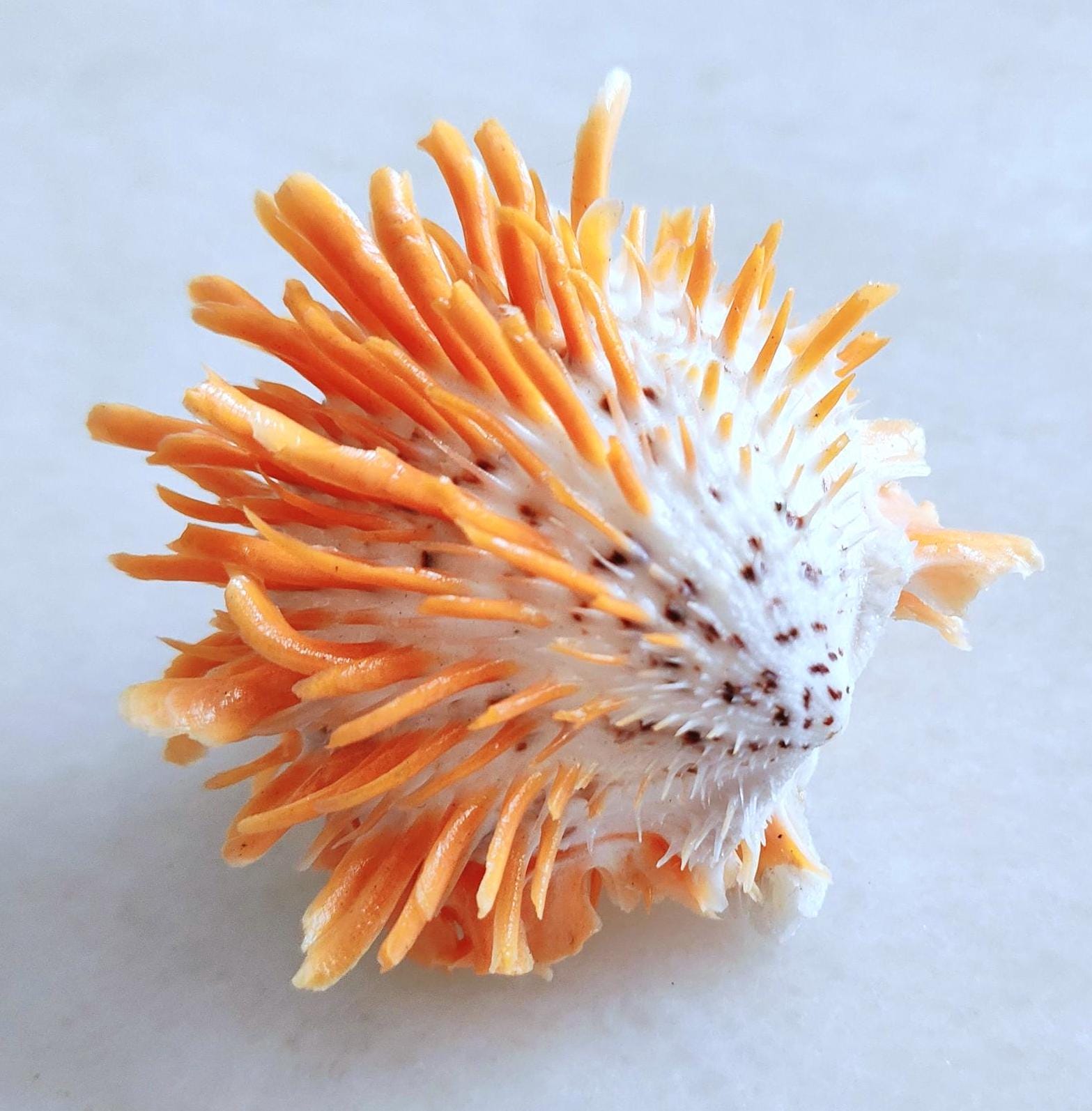 貝殻 Spondylus echinatus zonalis | スポンディルス科 | トゲ