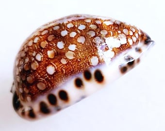 Seashell Cypraea histrio | Cypraeidae |  Harlequin Cowrie | Stage Cowrie | Minstrel Cowrie | Aesthetic Classic Shell