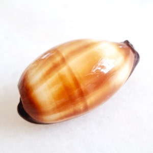 Peut inclure: Coquillage ovale poli avec une surface brillante. La coquille présente un motif de bandes marron clair et foncé alternées, créant un effet rayé. Les extrémités de la coquille sont de couleur marron plus foncée.