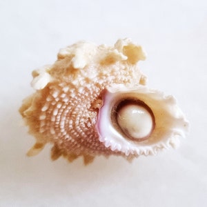 May include: A close-up of a small, white seashell with a pink interior and a pearly white centre. The shell has a textured, spiky exterior.