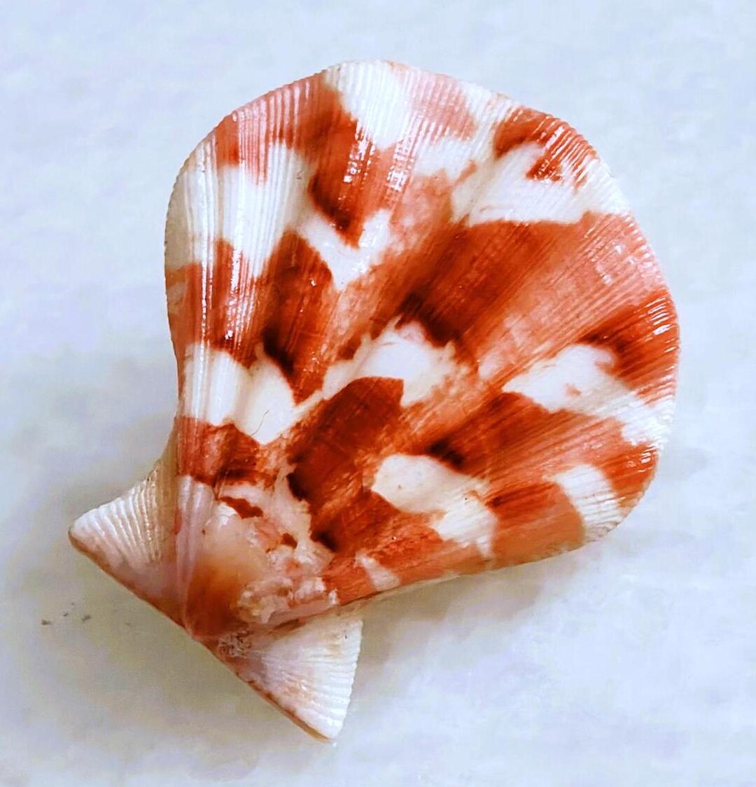 muschel-decatopekten-plica-kammmuscheln-plica-jakobsmuschel