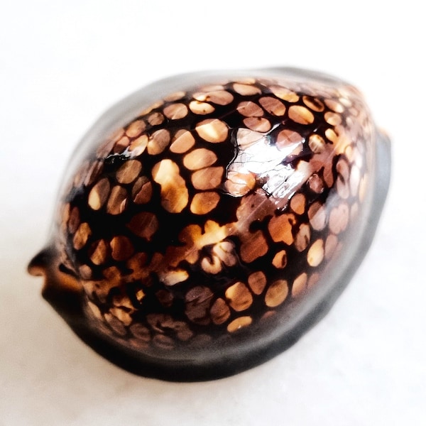 Seashell Cypraea mauritiana | Cypraeidae | Humpback Cowrie | Aesthetic Crystal Clear Pattern | Cowrie Shell