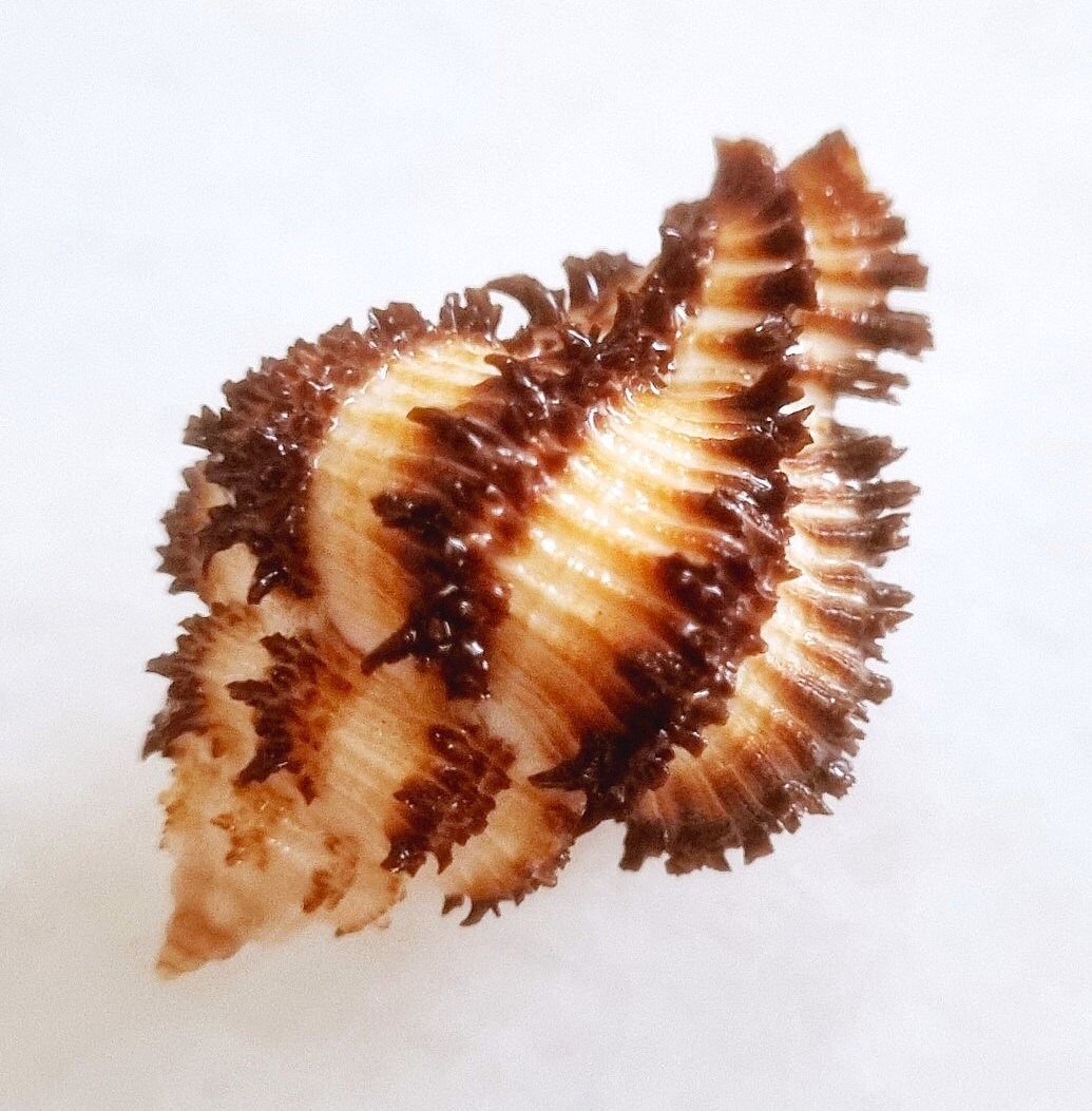 貝類 Murex Hexaplex stainforthi | Muricidae | Stainforth's Murex