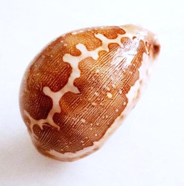 Zeeschelp Cypraea mappa mappa |  Cypraeidae | Kaart kauri | Uitzonderlijk esthetische kaurischelp