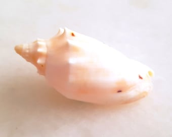Seashell Voluta Cymbiola pulchra woolacottae | Volutidae | Rare Musgrave Island Form | Eastern Australian Endemic Shell