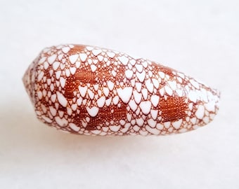 Seashell Conus omaria | Conidae | Omaria Cone | Exceptional Aesthetic Shell