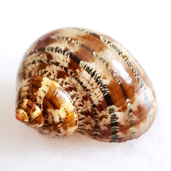 Seashell Turbo petholatus | Turbinidae | Turban Snails | Turban Shell | Tapestry Turban | Aesthetic Porcelaneous Operculum Shell