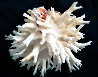 Seashell Chama lazarus | Chamidae | Lazarus&#39;s Jewel Box | White Shell