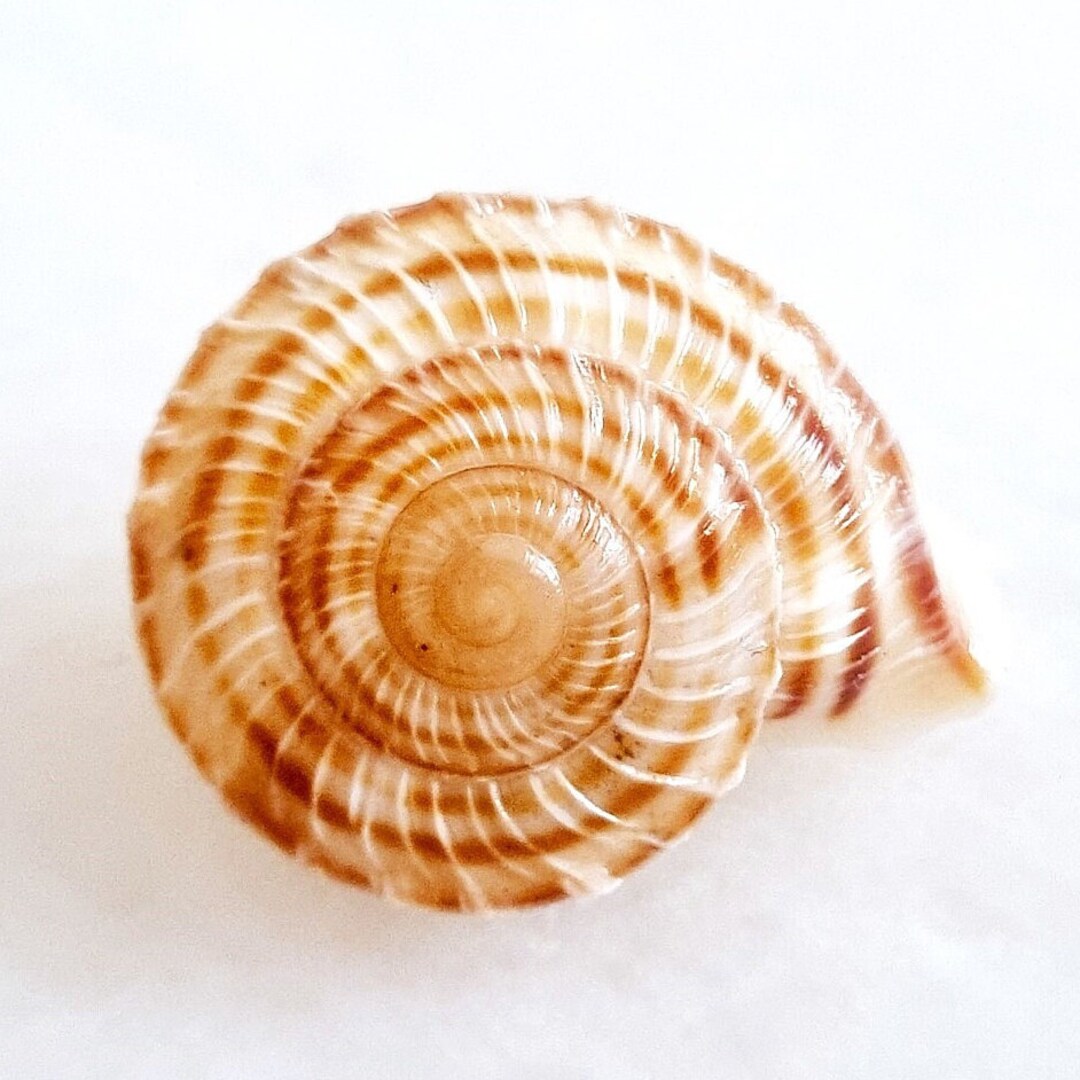 Landsnail Obba Rota Philippines Endemic Landsnail Camaenidae Beer Snail ...