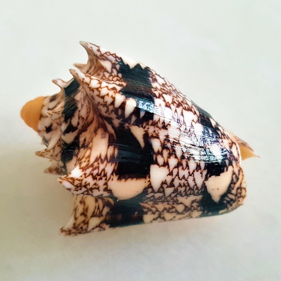 Seashell Cymbiola Chrysostoma Volutidae Golden-mouth - Etsy
