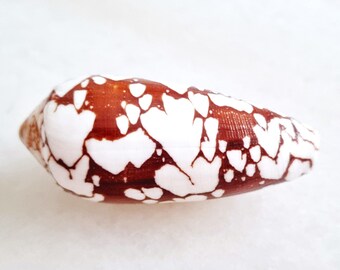 Seashell Conus aulicus | Conidae | Princely Cone | Aesthetic Exceptional Pattern | ASMR Shell