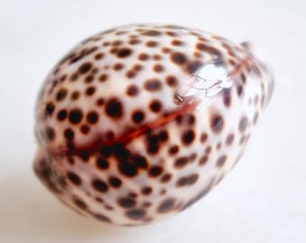 Seashell Cypraea tigris | Cypraeidae |  Tiger Cowrie | Classic Cowrie Shell