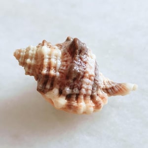 May include: A brown and white seashell with a spiral shape and a pointed tip.
