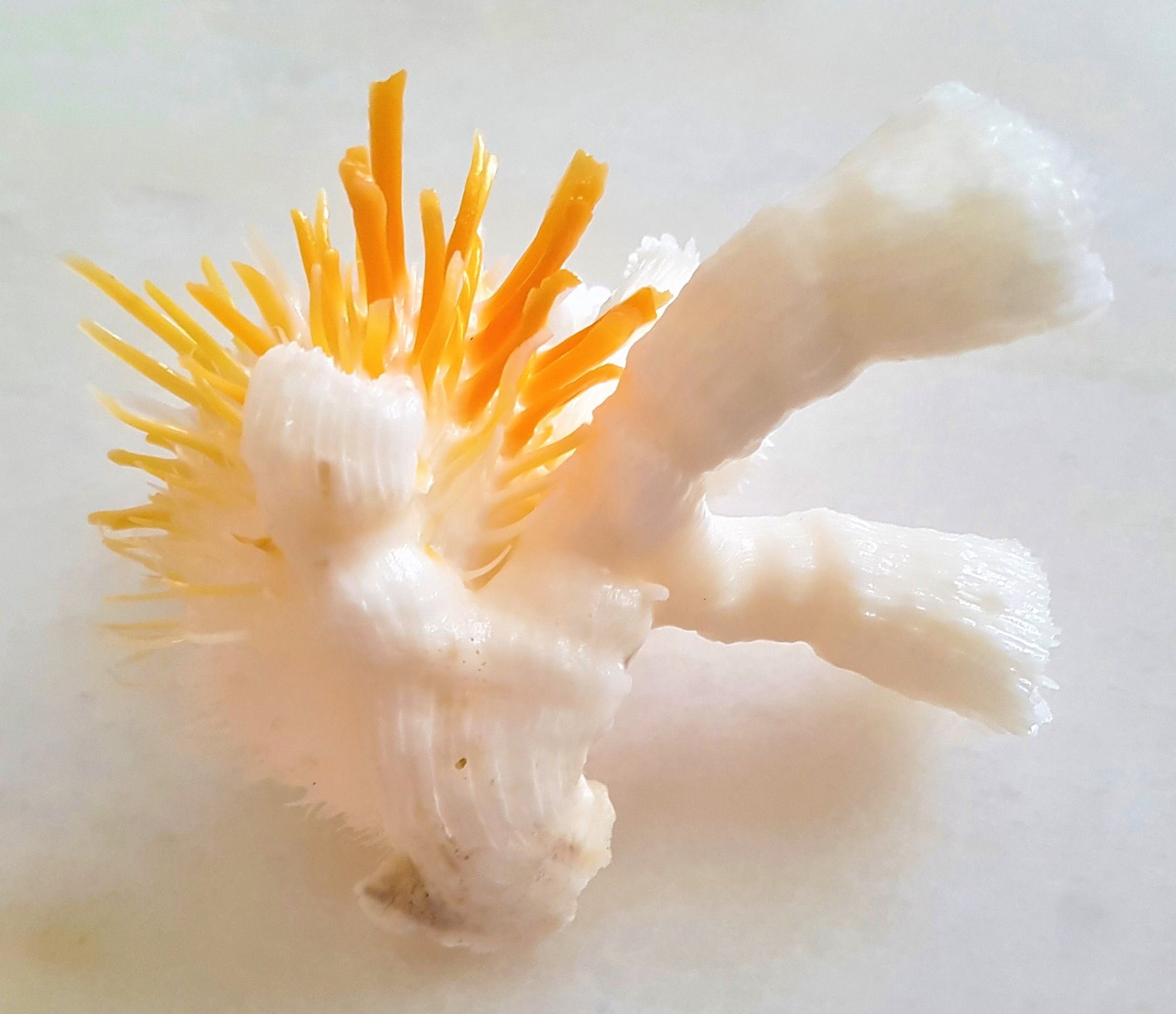 Seashell Spondylus echinatus zonalis | Spondylidae | Thorny Oyster | Unique Serrated Frills | Natural History Shell
