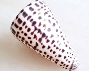 Seashell Conus leopardus | Conidae | Leopard Cone | Classic Pattern | ASMR Shell