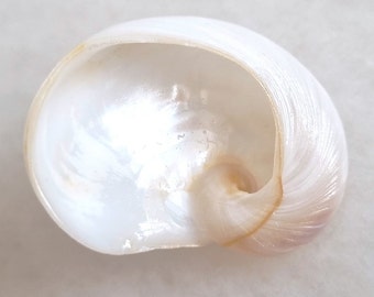 Seashell Sinum incisum | Sininae | Naticidae | Incised Ear-like Moon Snail | Moon Snail Shell
