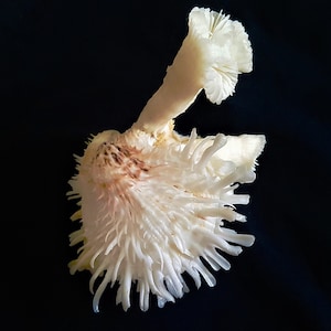 May include: A white coral-like mushroom with a frilly, textured surface. The mushroom has a long, thin stem and a large, flat cap.