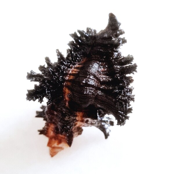 Seashell Chicoreus brunneus |  Muricidae | Adusta Murex | Very Rare Black Robust Australian Dwarf Population | Rare Locality Shell