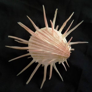 Seashell Spondylus imperialis Spondylidae Imperial Thorny Oyster Natural History Aesthetic Extremely Rare Giant Shell image 3