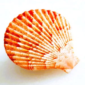 May include: A close-up of a scallop shell with a fan-like design. The shell features a vibrant orange and white striped pattern, with a smooth, textured surface. The shell is set against a bright white background.