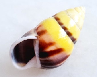 Landsnail Amphidromus perversus butoti | Indonesian Endemic Landsnail | Camaenidae | Rare Sinistral Snail Shell