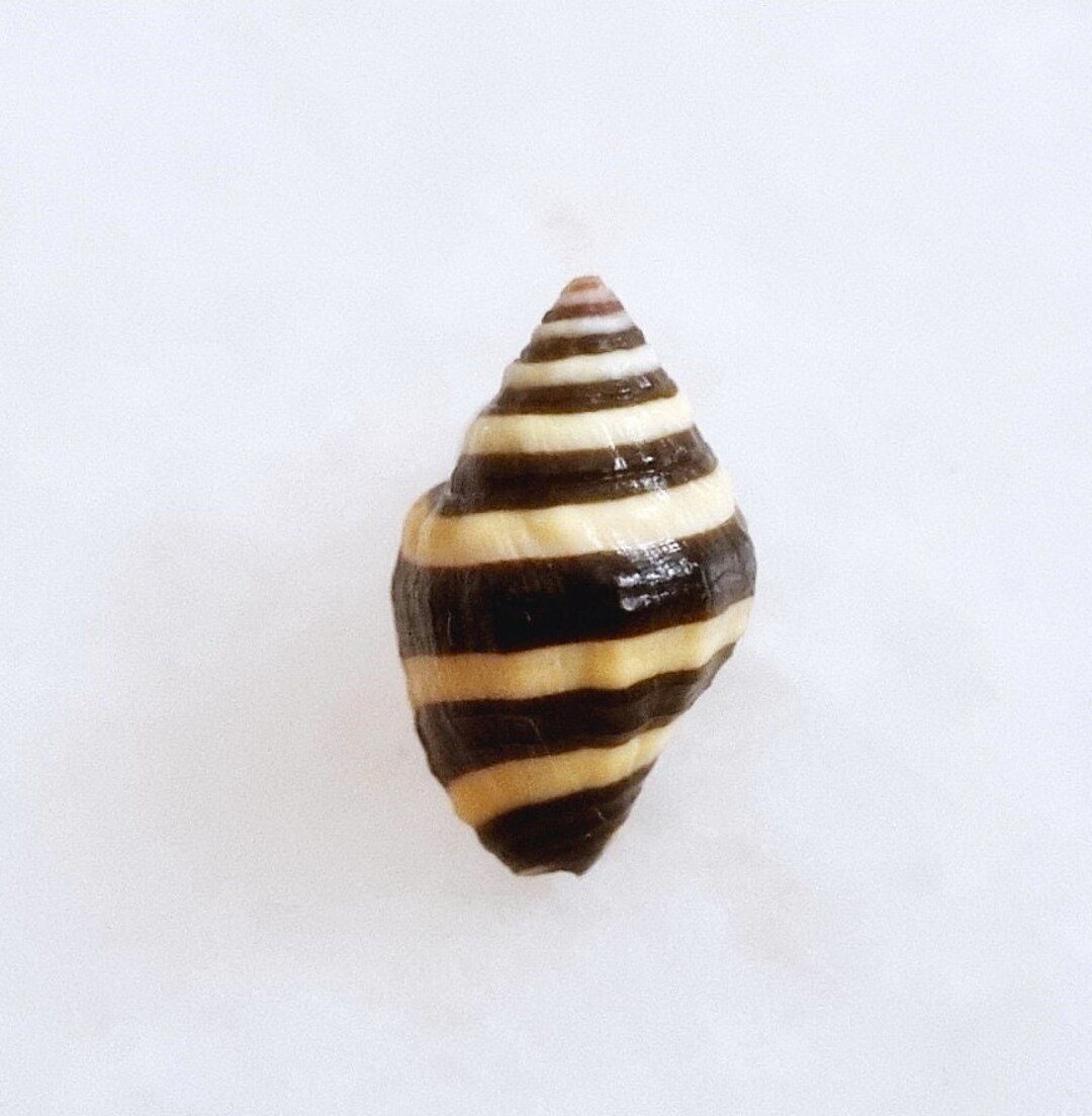 Seashell Pusiostoma Engina Mendicaria | Pisaniidae | Striped Engina ...