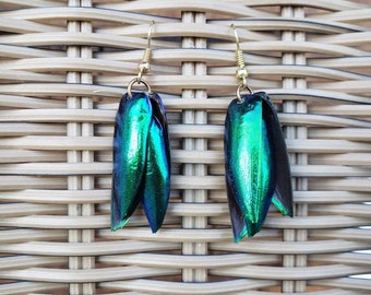 Jewel beetle wing earrings, emerald green, irridescent,  niobium , nature jewelry, elytra earrings, long earrings