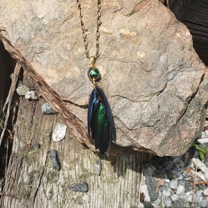 Beetle wing, emerald green, antique brass, necklace, natural, insect, irridescent, jewel beetle, necklace, pendant, transformation image 6