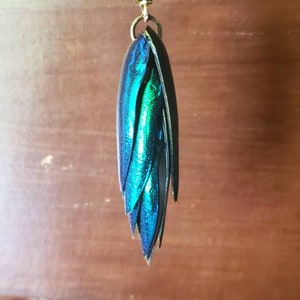 Beetle wing, emerald green, antique brass, necklace, natural, insect, irridescent, jewel beetle, necklace, pendant, transformation image 2
