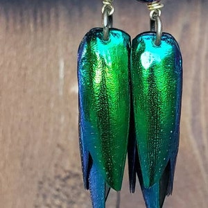 Jewel beetle wing earrings, emerald green, irridescent, beads, rainbow hematite beads nature jewelry, elytra, long earrings image 3