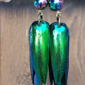 Jewel beetle wing earrings, emerald green, irridescent, beads, rainbow hematite beads nature jewelry, elytra, long earrings image 2