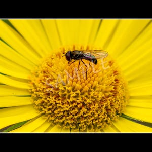 Puede incluir: Primer plano de una flor amarilla brillante con un centro detallado. Un insecto negro e iridiscente descansa sobre el centro de la flor. Los pétalos irradian hacia afuera, creando una escena vibrante y natural.